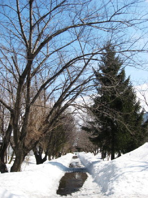 白石サイクリングロードの雪解け具合