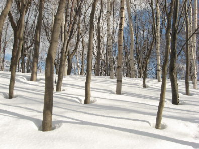 雪と樹木