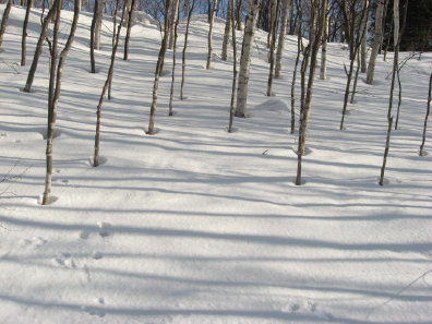 旭山記念公園の雪と樹木