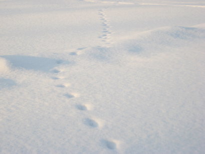雪の上の動物の足跡