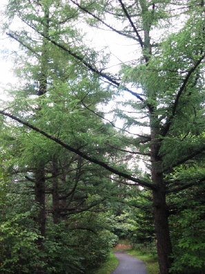 旭山記念公園散策路