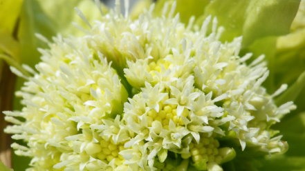 フキノトウの花