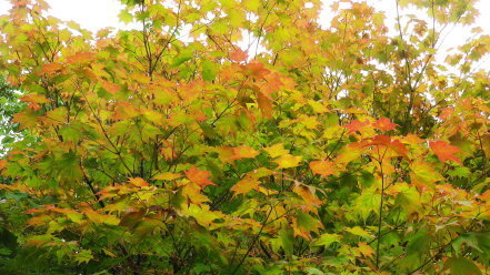 紅葉