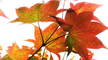紅葉