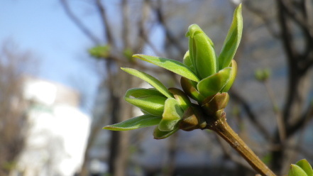 ライラックの新芽