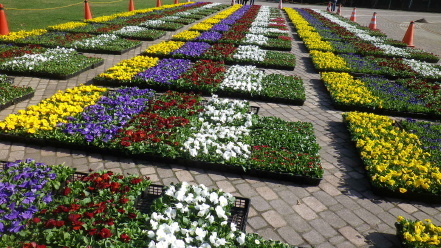 花