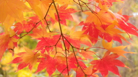 紅葉