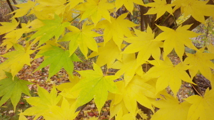 紅葉