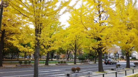 イチョウの黄葉