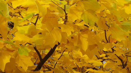 ユリノキの紅葉