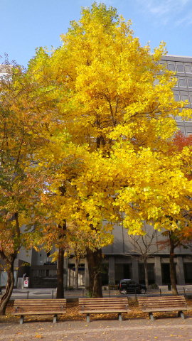 ユリノキの紅葉