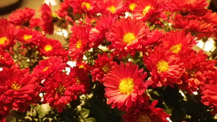 菊