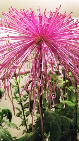 菊