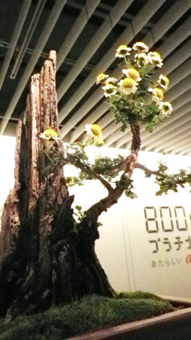 菊 盆栽仕立て