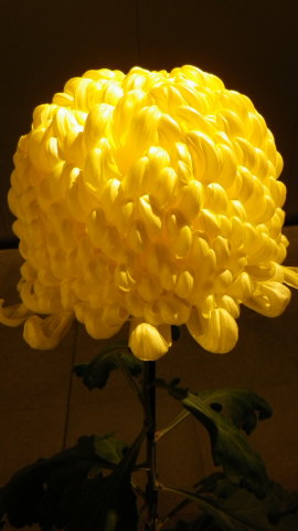 菊