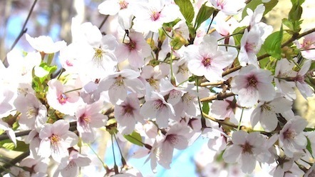 ���΃T�C�N�����O���[�h�̃\���C���V�m