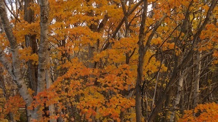 紅葉