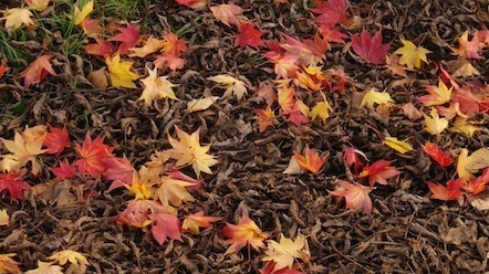 紅葉 落ち葉