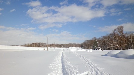 冬の野幌森林公園