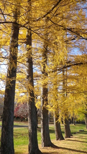 �J���}�c�̍g�t