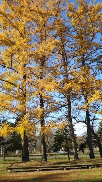 �J���}�c�̍g�t