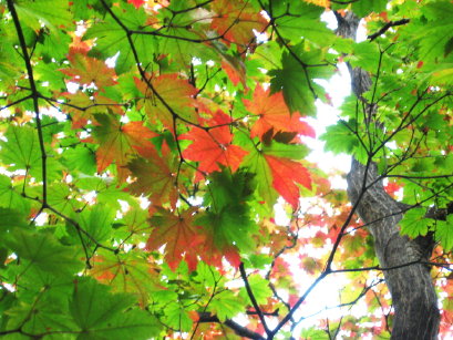 紅葉