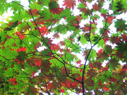 紅葉