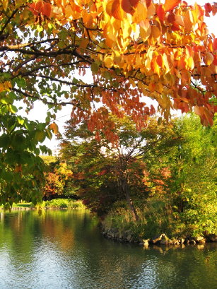 桜の紅葉