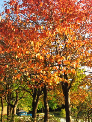 桜の紅葉