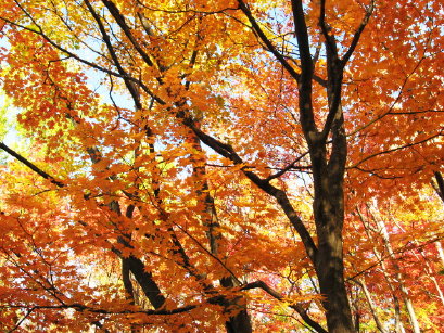 紅葉