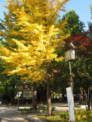 中島公園のイチョウの黄葉