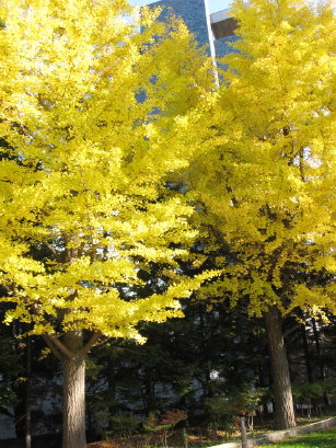 中島公園のイチョウの黄葉