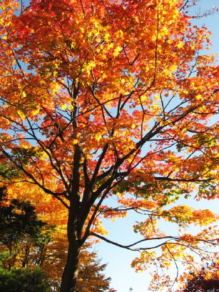 紅葉