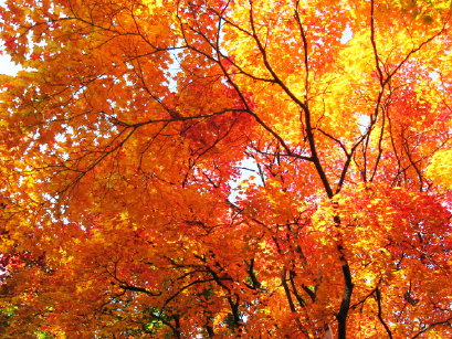 紅葉