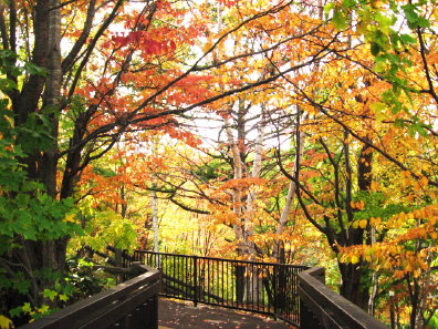 旭山記念公園の紅葉