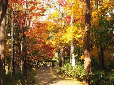 旭山記念公園の紅葉