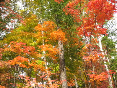 紅葉