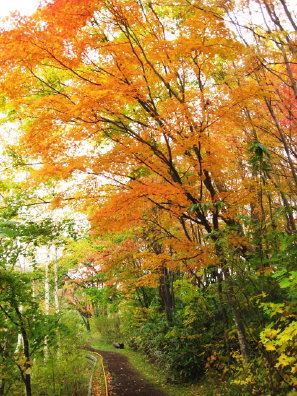 旭山記念公園の紅葉