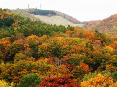 藻岩山の紅葉具合