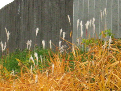芒