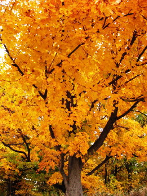 紅葉