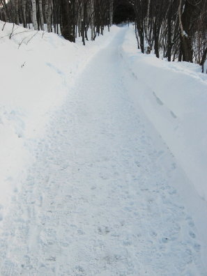 冬の旭山記念公園散策路