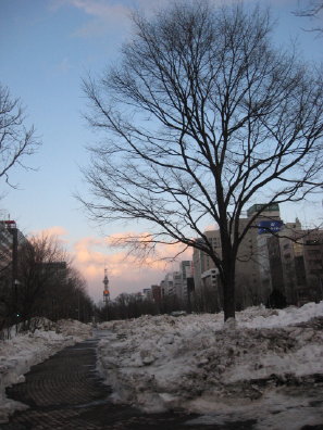 夕方の樹木