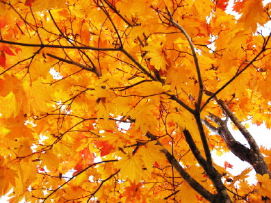 カエデの紅葉