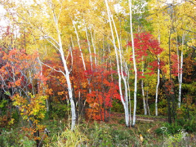 旭山記念公園の紅葉具合